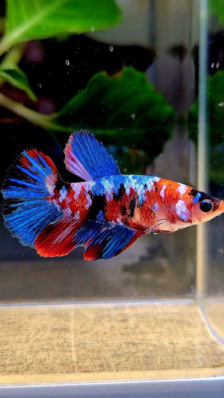 FEMALE HALFMOON RED GALAXY MULTICOLOR BETTA FISH