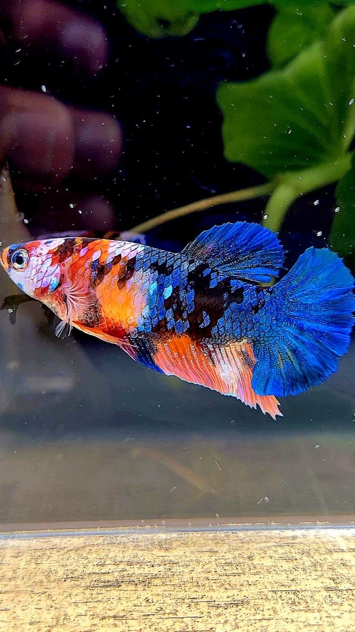 FEMALE PLAKAT BLUE ORANGE MULTICOLOR BETTA FISH