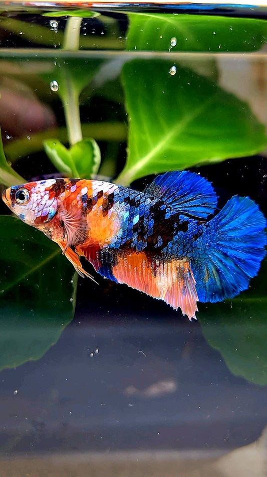 FEMALE PLAKAT BLUE ORANGE MULTICOLOR BETTA FISH