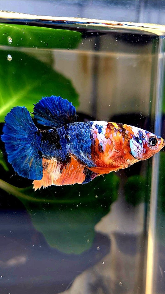 FEMALE PLAKAT BLUE ORANGE MULTICOLOR BETTA FISH