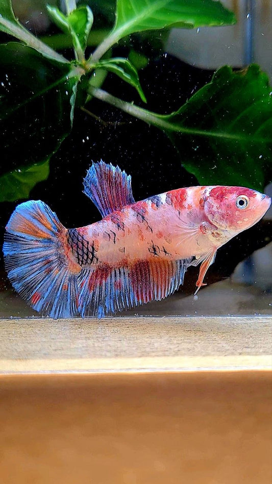 FEMALE PLAKAT KOI MULTICOLOR BETTA FISH