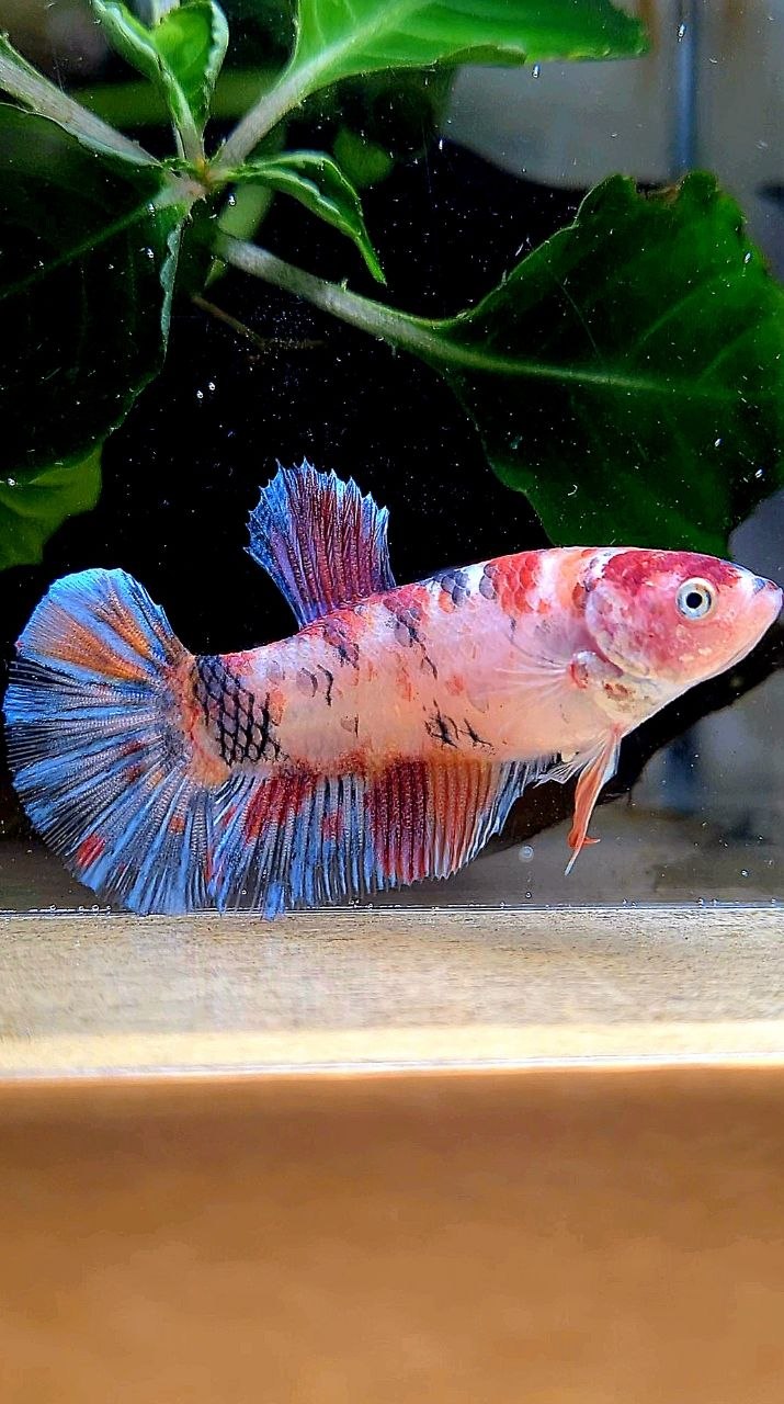 FEMALE PLAKAT KOI MULTICOLOR BETTA FISH