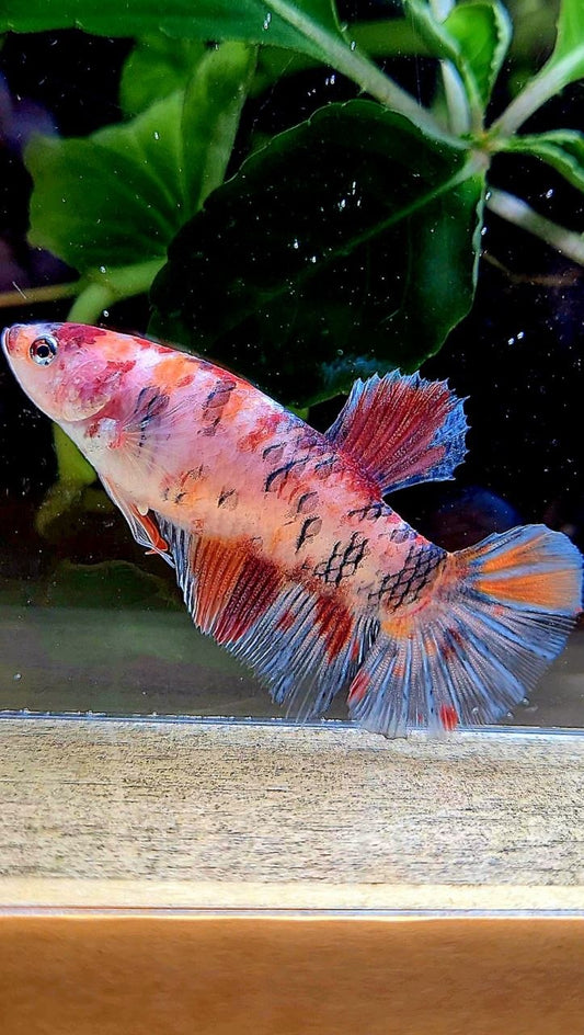 FEMALE PLAKAT KOI MULTICOLOR BETTA FISH