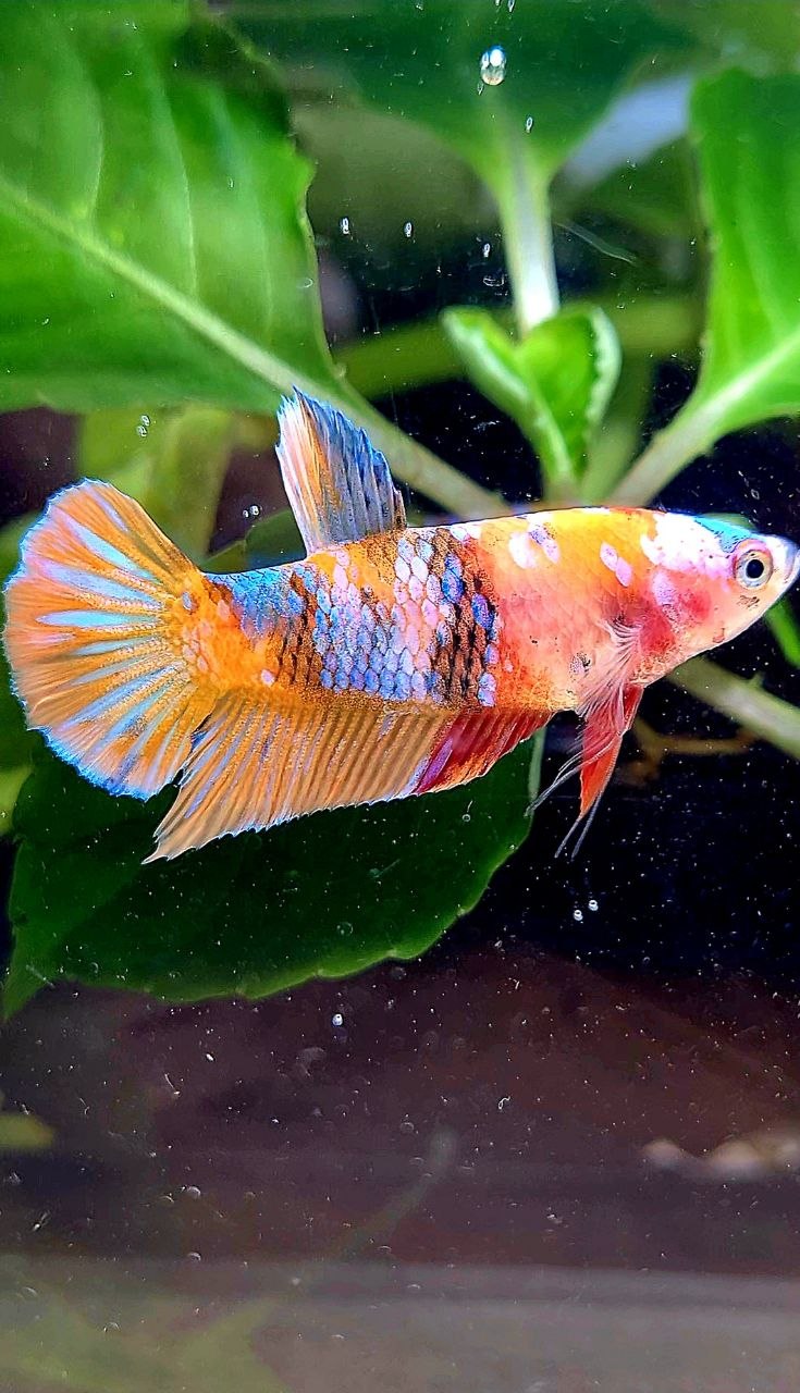 FEMALE PLAKAT ORANGE GALAXY MULTICOLOR BETTA FISH