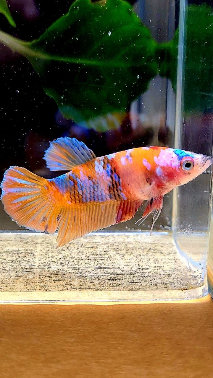 FEMALE PLAKAT ORANGE GALAXY MULTICOLOR BETTA FISH