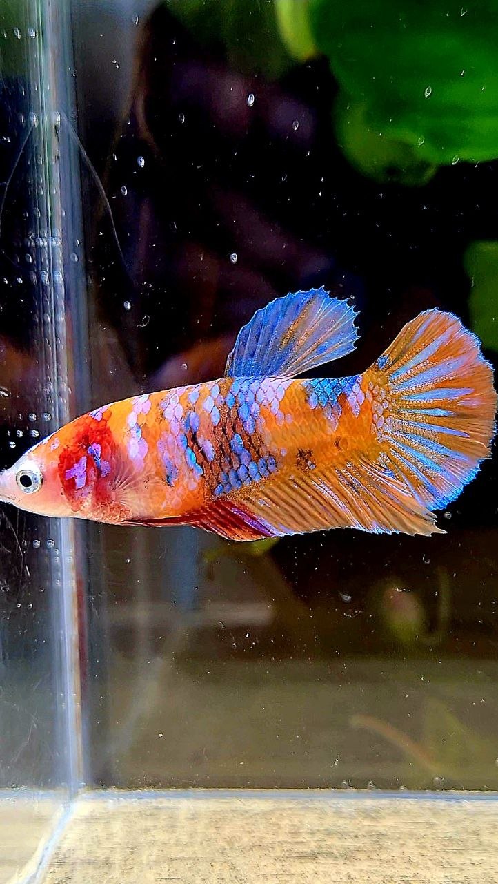 FEMALE PLAKAT ORANGE GALAXY MULTICOLOR BETTA FISH