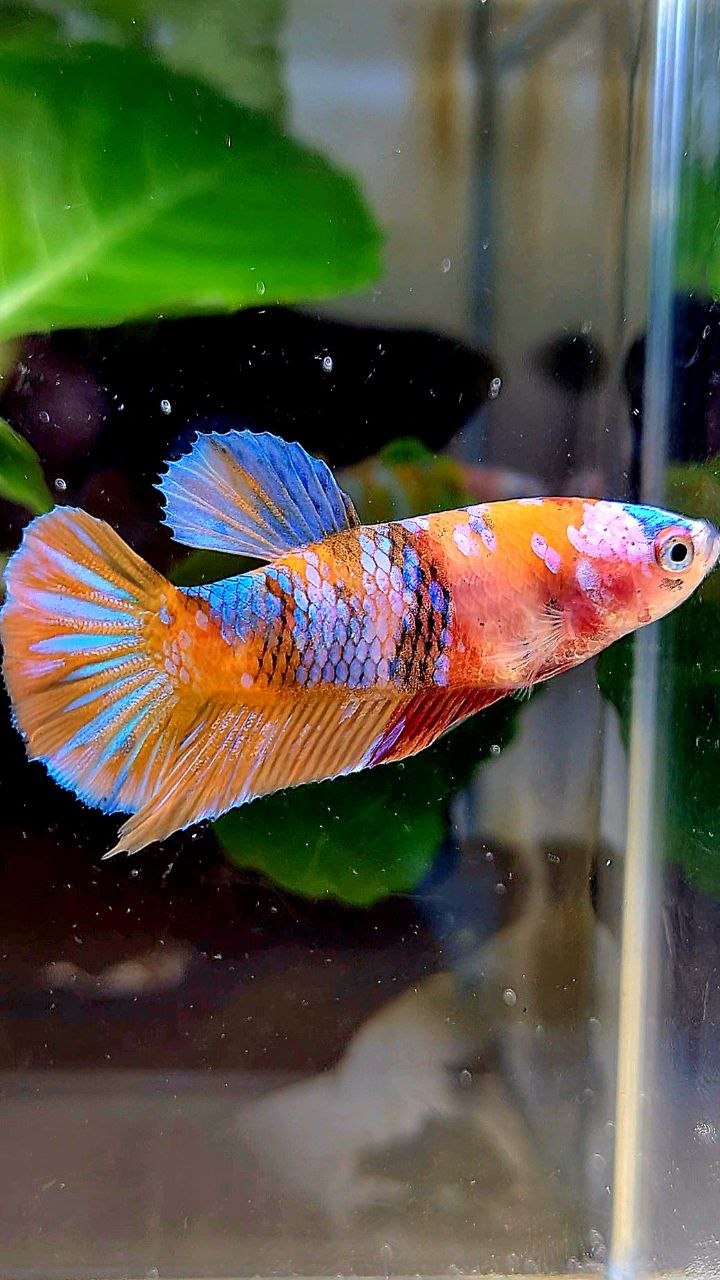 FEMALE PLAKAT ORANGE GALAXY MULTICOLOR BETTA FISH