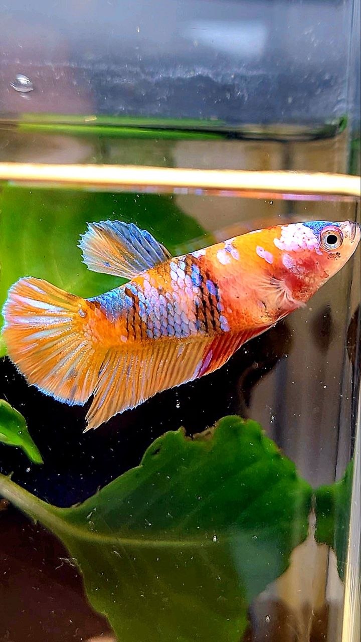 FEMALE PLAKAT ORANGE GALAXY MULTICOLOR BETTA FISH