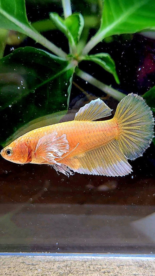 FEMALE HALFMOON BIG EAR GOLD BETTA FISH