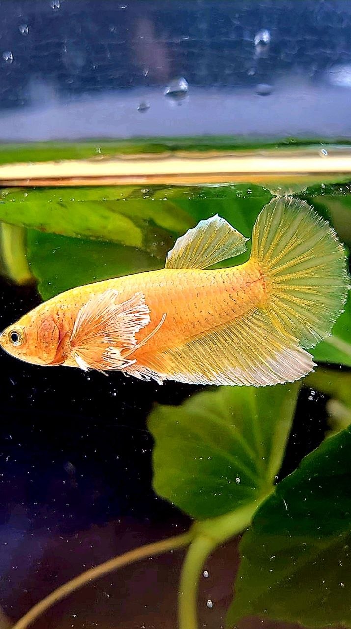 FEMALE HALFMOON BIG EAR GOLD BETTA FISH