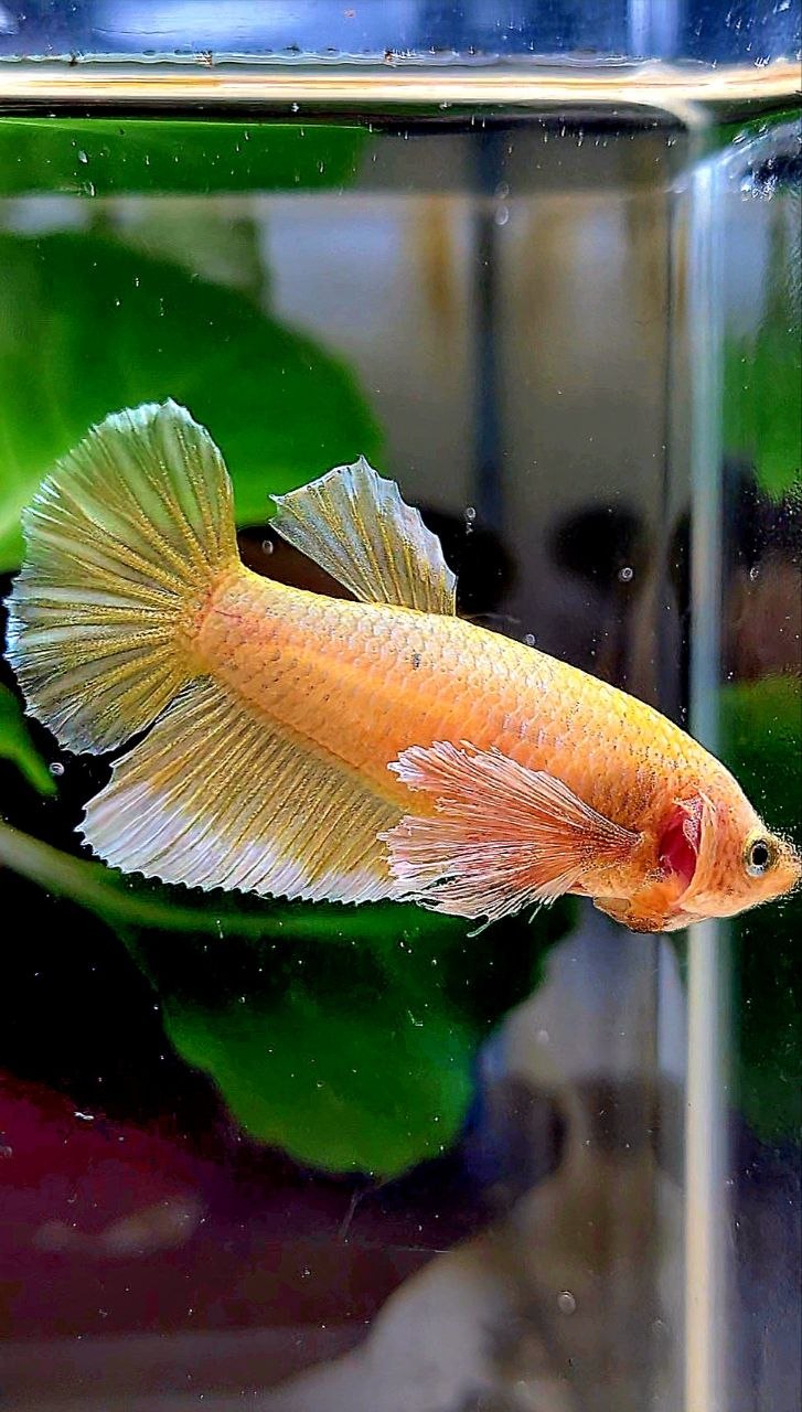 FEMALE HALFMOON BIG EAR GOLD BETTA FISH