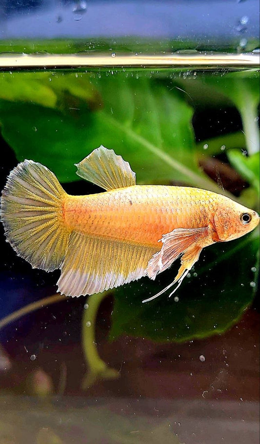 FEMALE HALFMOON BIG EAR GOLD BETTA FISH