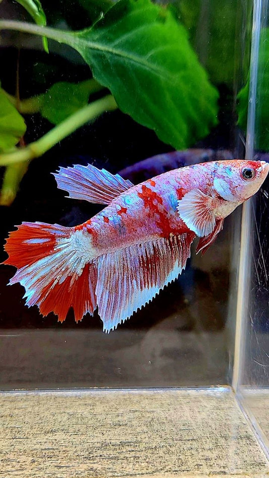 FEMALE HALFMOON BARONGSAI RED WHITE MULTICOLOR BETTA FISH