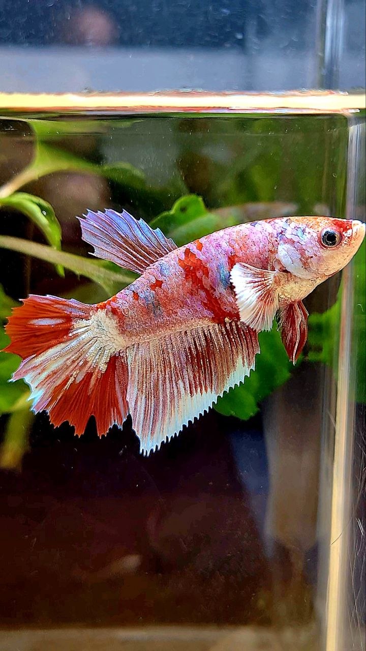 FEMALE HALFMOON BARONGSAI RED WHITE MULTICOLOR BETTA FISH