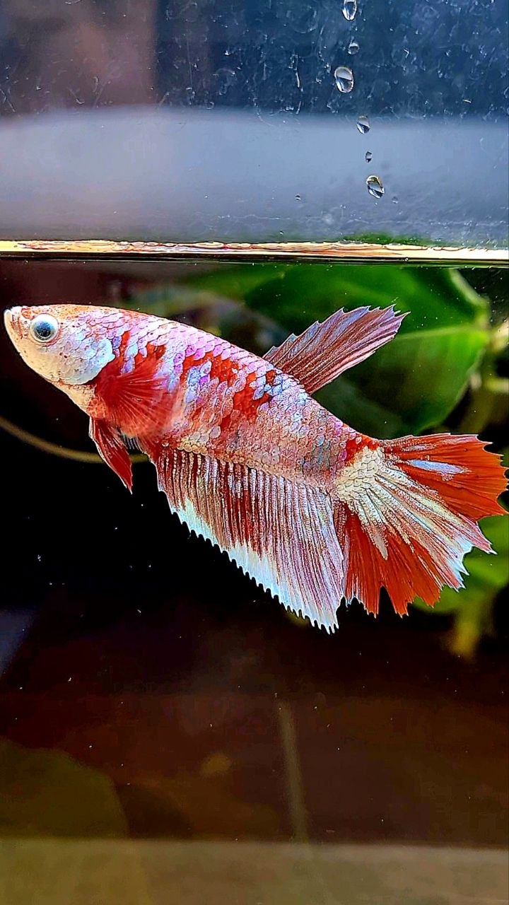 FEMALE HALFMOON BARONGSAI RED WHITE MULTICOLOR BETTA FISH
