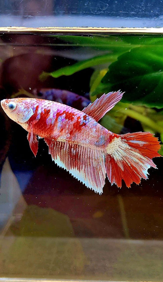 FEMALE HALFMOON BARONGSAI RED WHITE MULTICOLOR BETTA FISH