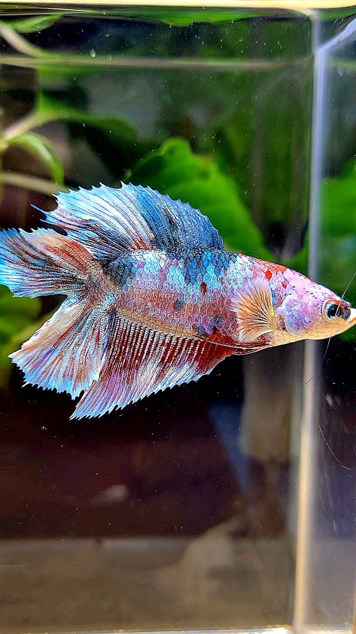 FEMALE HALFMOON DOUBLE TAIL PURPLE WHITE MULTICOLOR BETTA FISH