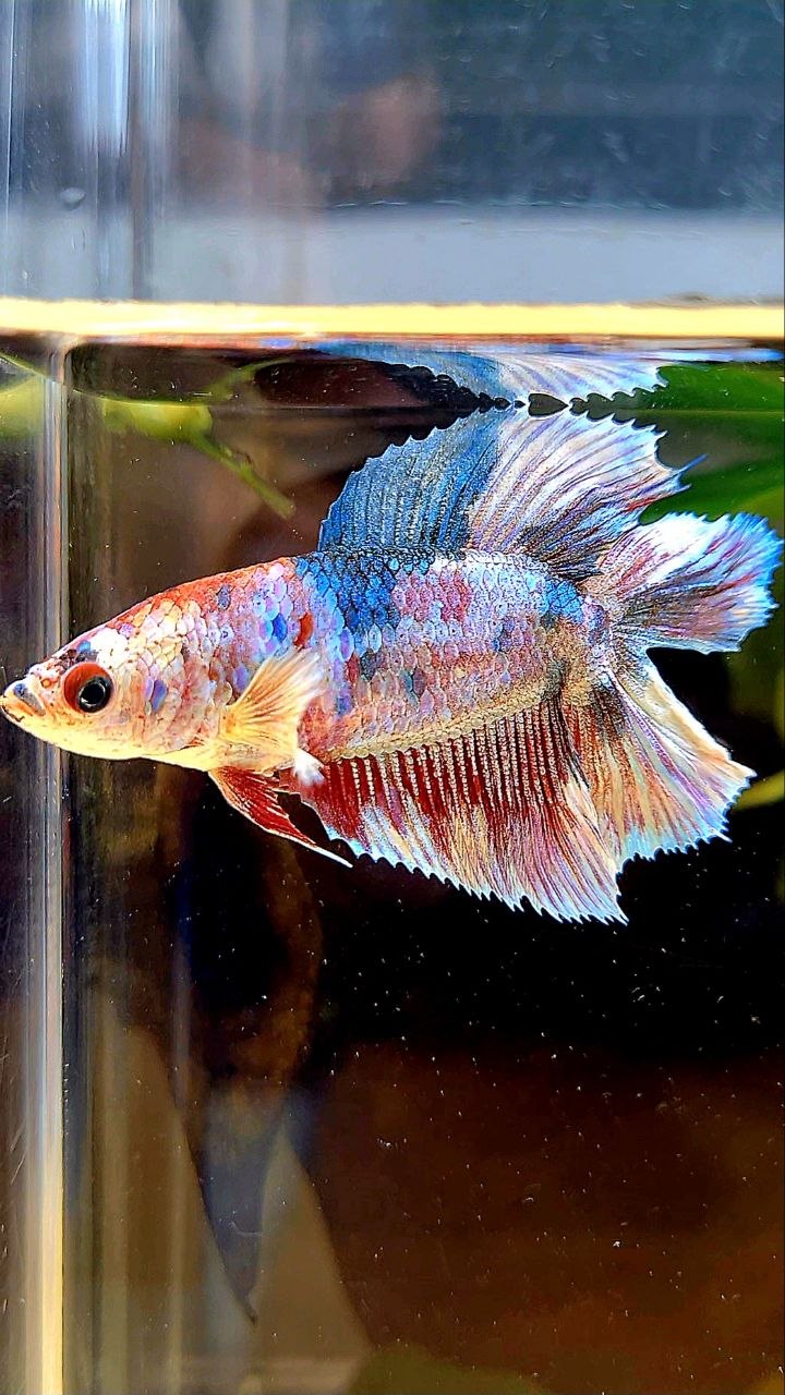 FEMALE HALFMOON DOUBLE TAIL PURPLE WHITE MULTICOLOR BETTA FISH
