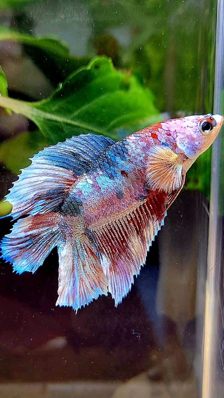 FEMALE HALFMOON DOUBLE TAIL PURPLE WHITE MULTICOLOR BETTA FISH