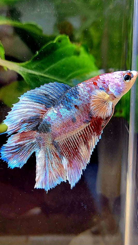 FEMALE HALFMOON DOUBLE TAIL PURPLE WHITE MULTICOLOR BETTA FISH