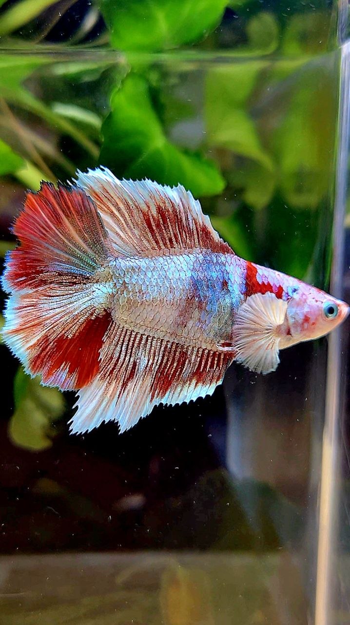 FEMALE HALFMOON BARONGSAI WHITE MULTICOLOR BETTA FISH