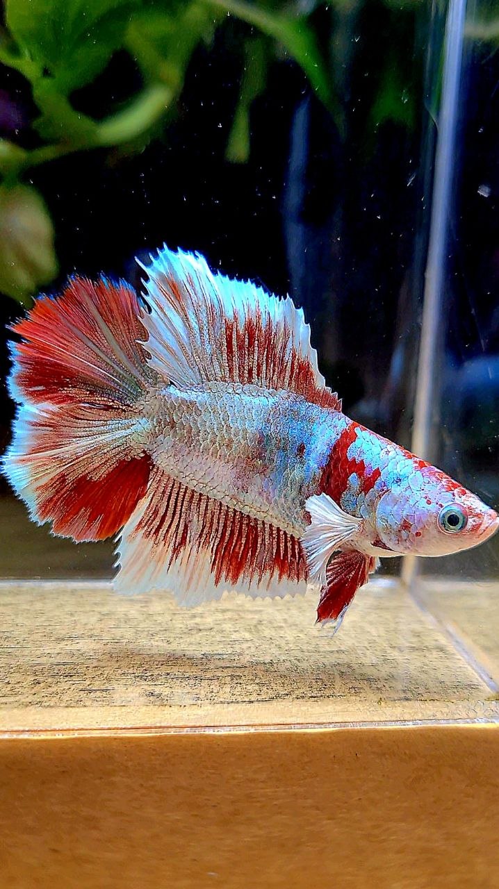 FEMALE HALFMOON BARONGSAI WHITE MULTICOLOR BETTA FISH