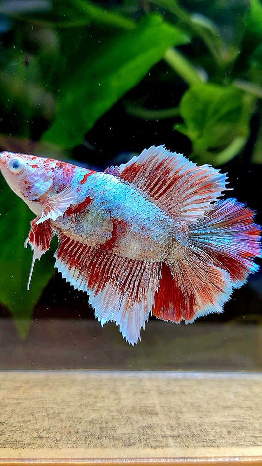 FEMALE HALFMOON BARONGSAI WHITE MULTICOLOR BETTA FISH