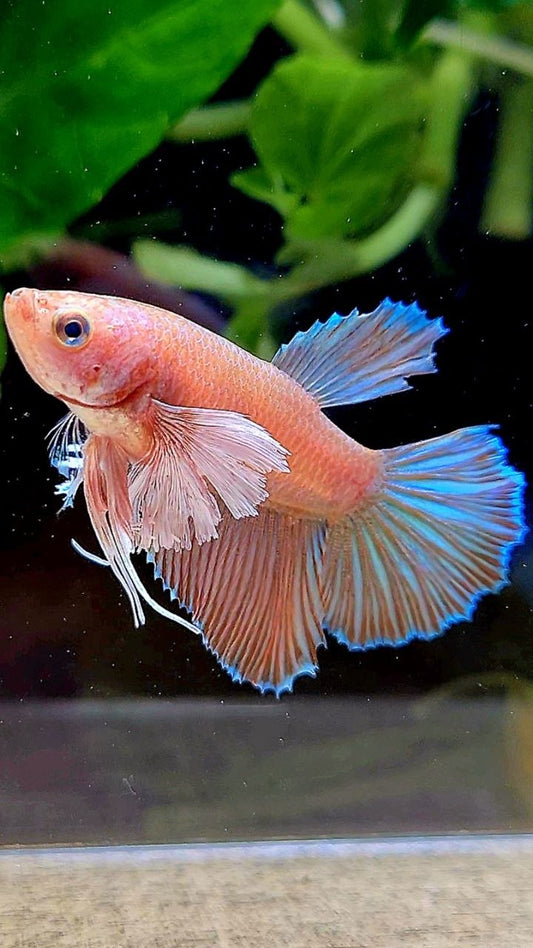 FEMALE HALFMOON DUMBO EAR ORANGE PINEAPPLE BETTA FISH