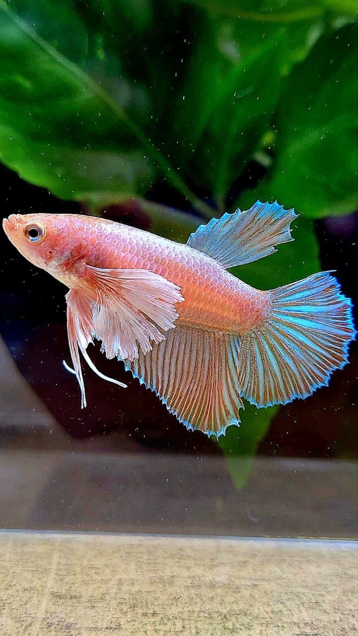 FEMALE HALFMOON DUMBO EAR ORANGE PINEAPPLE BETTA FISH