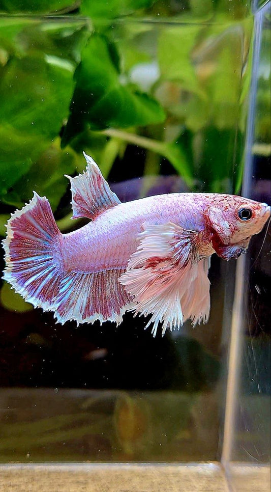 FEMALE HMPK SUPER DUMBO EAR PINK LAVENDER BETTA FISH
