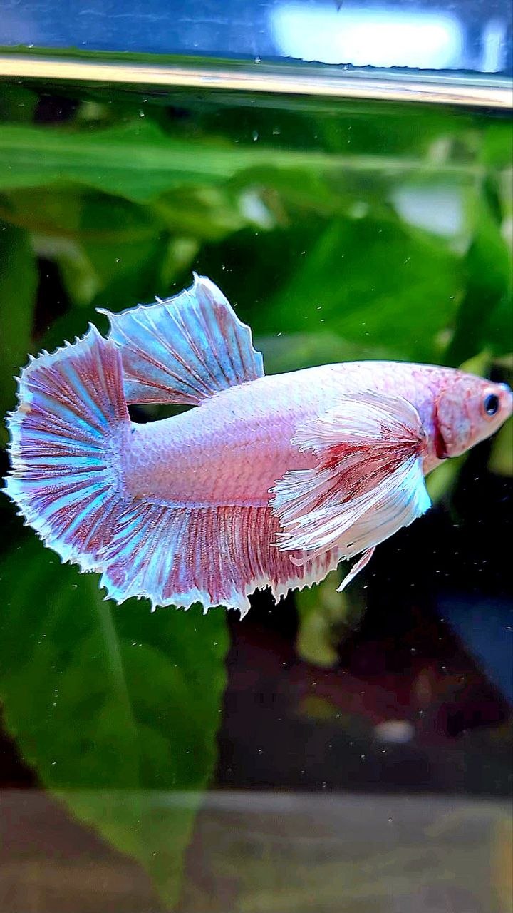 FEMALE HMPK SUPER DUMBO EAR PINK LAVENDER BETTA FISH