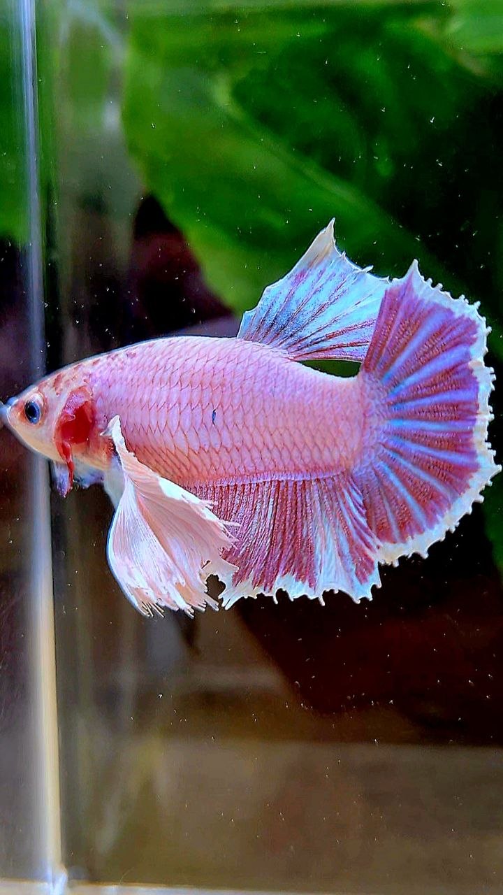 FEMALE HMPK SUPER DUMBO EAR PINK LAVENDER BETTA FISH