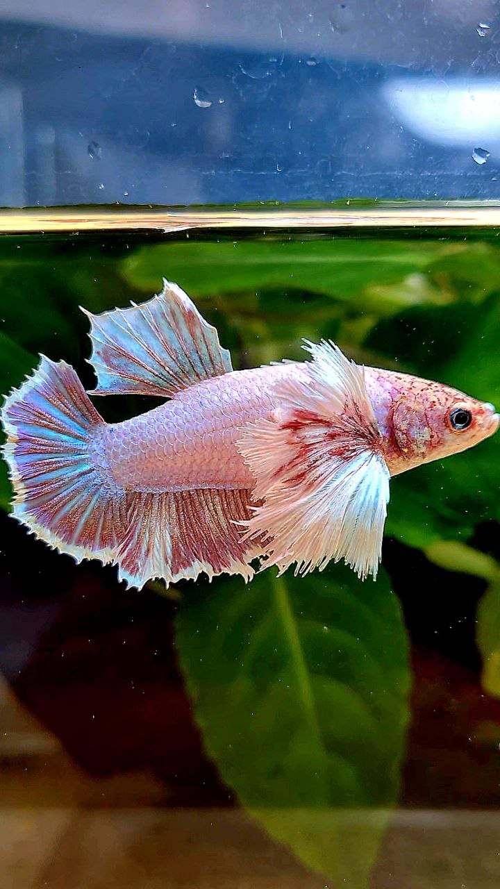FEMALE HMPK SUPER DUMBO EAR PINK LAVENDER BETTA FISH