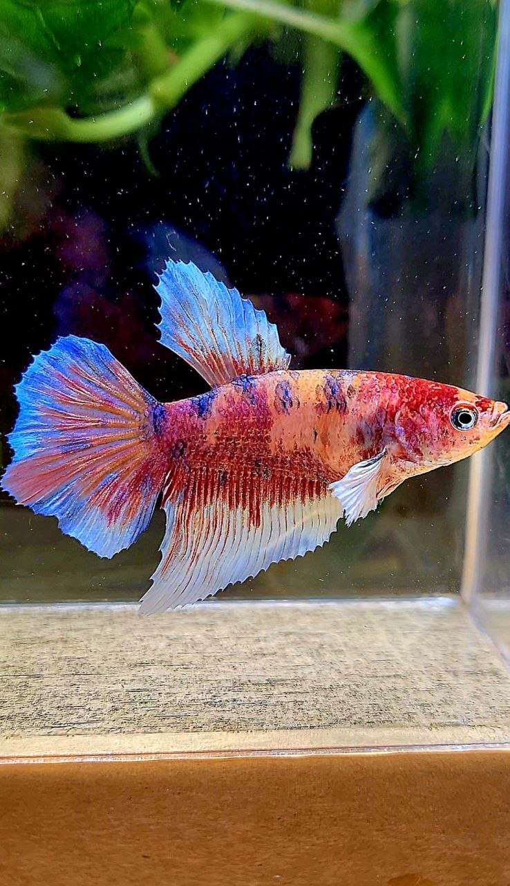 FEMALE HALFMOON BIG EAR MULTICOLOR BETTA FISH