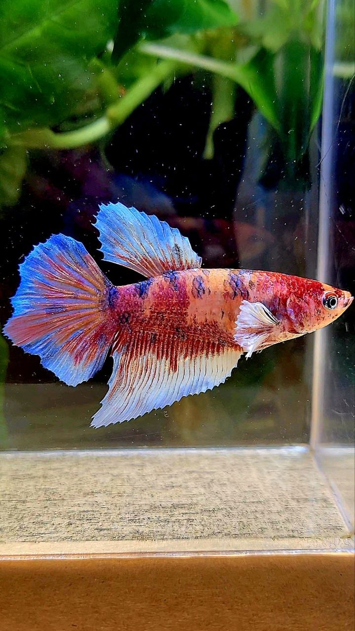FEMALE HALFMOON BIG EAR MULTICOLOR BETTA FISH