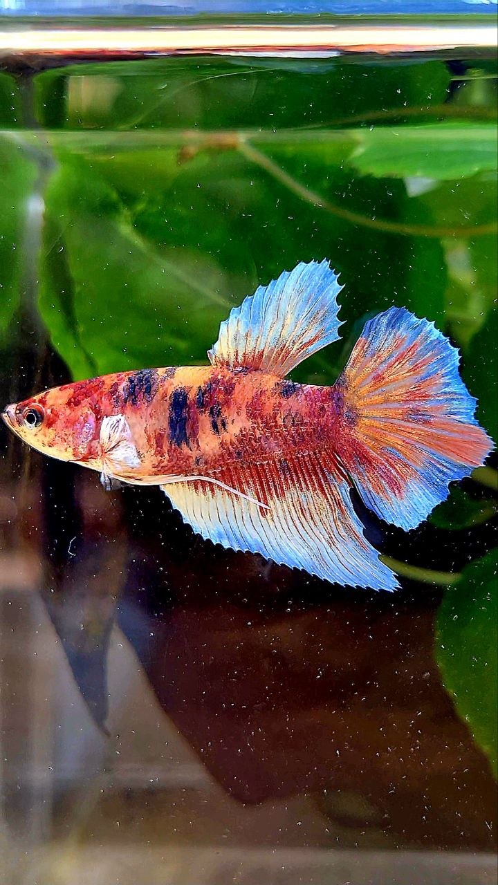 FEMALE HALFMOON BIG EAR MULTICOLOR BETTA FISH