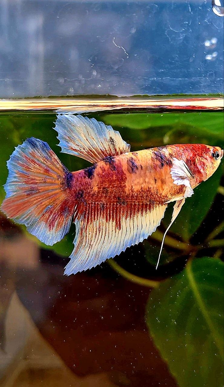 FEMALE HALFMOON BIG EAR MULTICOLOR BETTA FISH