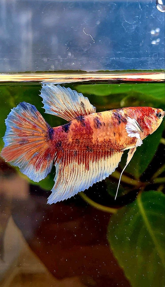 FEMALE HALFMOON BIG EAR MULTICOLOR BETTA FISH