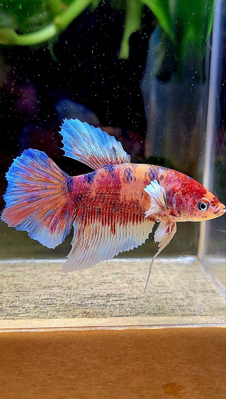 FEMALE HALFMOON BIG EAR MULTICOLOR BETTA FISH