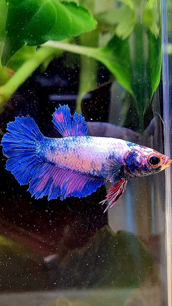 FEMALE HALFMOON ROSETAIL PINK BLUE FLAMINGGO BETTA FISH