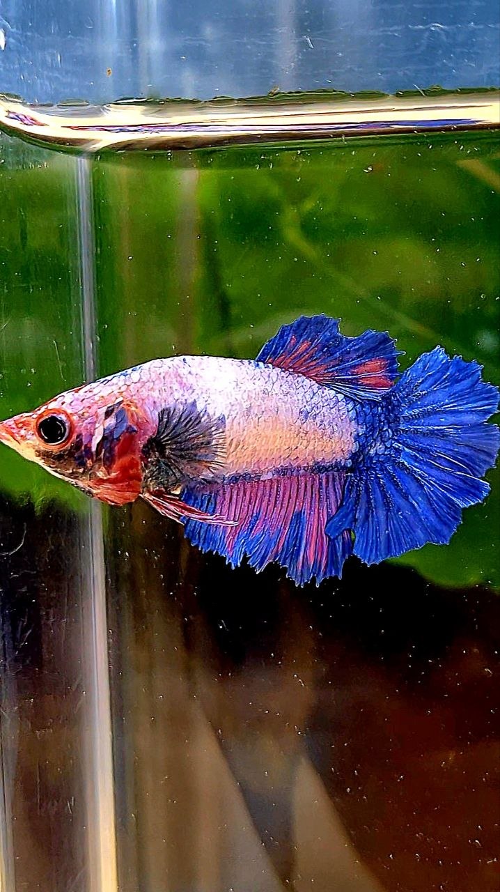 FEMALE HALFMOON ROSETAIL PINK BLUE FLAMINGGO BETTA FISH