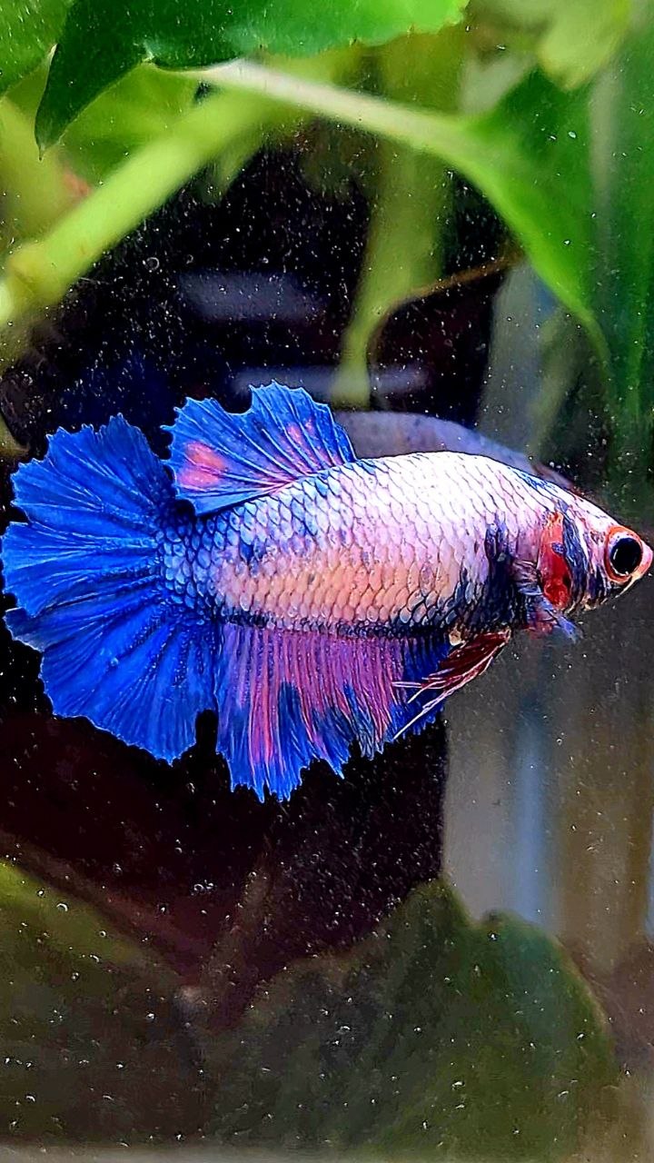 FEMALE HALFMOON ROSETAIL PINK BLUE FLAMINGGO BETTA FISH