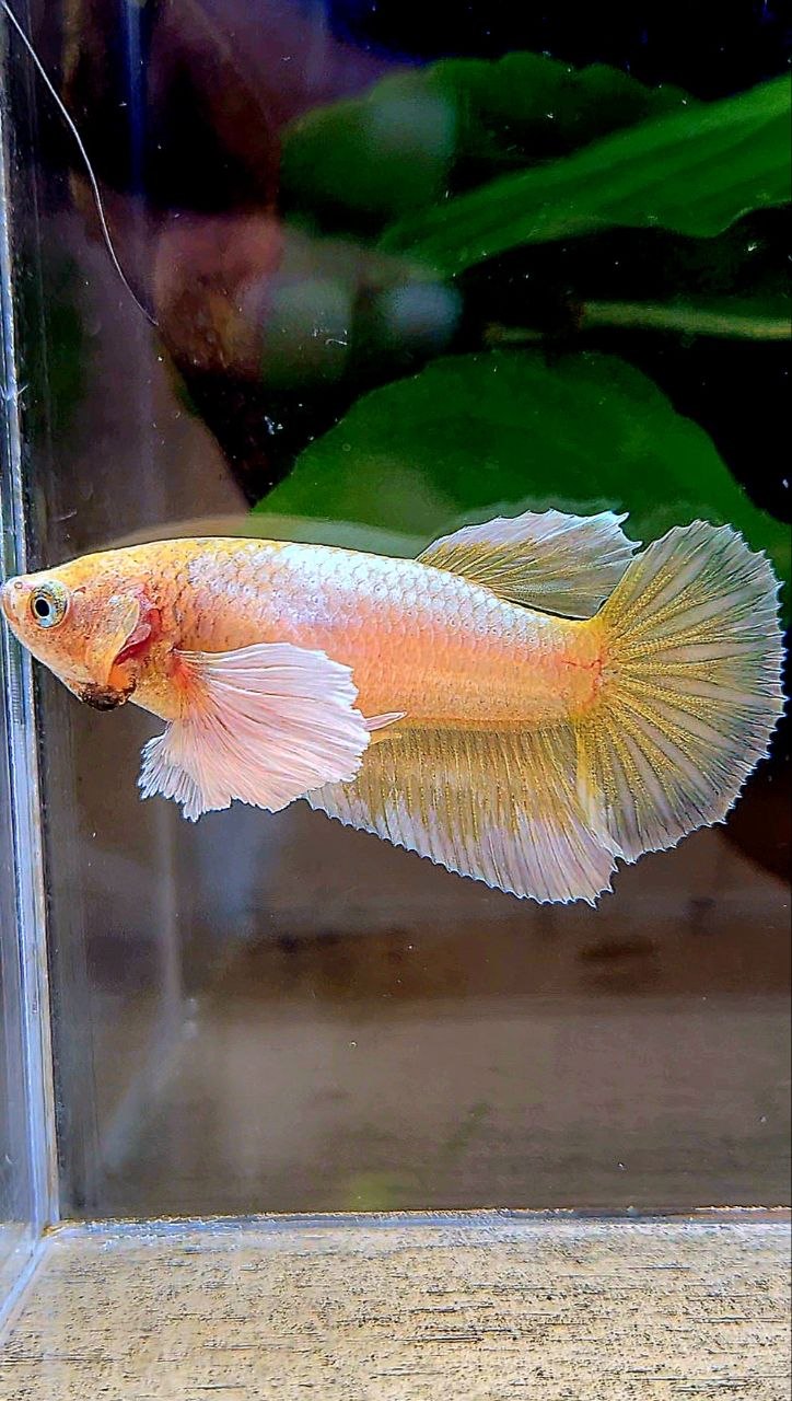 FEMALE HALFMOON DUMBO EAR GOLD BETTA FISH