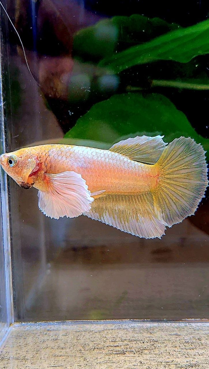 FEMALE HALFMOON DUMBO EAR GOLD BETTA FISH