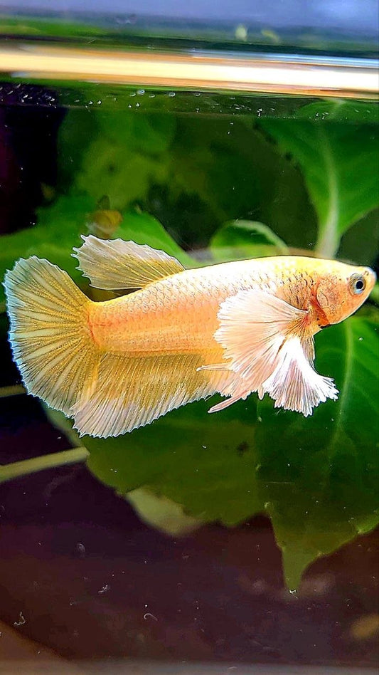 FEMALE HALFMOON DUMBO EAR GOLD BETTA FISH