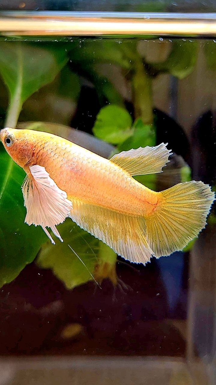 FEMALE HALFMOON DUMBO EAR GOLD BETTA FISH