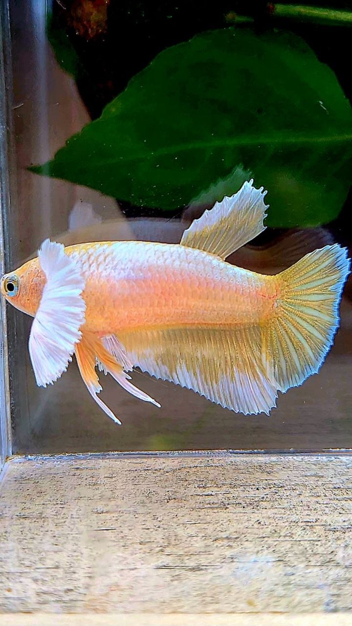 FEMALE HALFMOON DUMBO EAR GOLD BETTA FISH