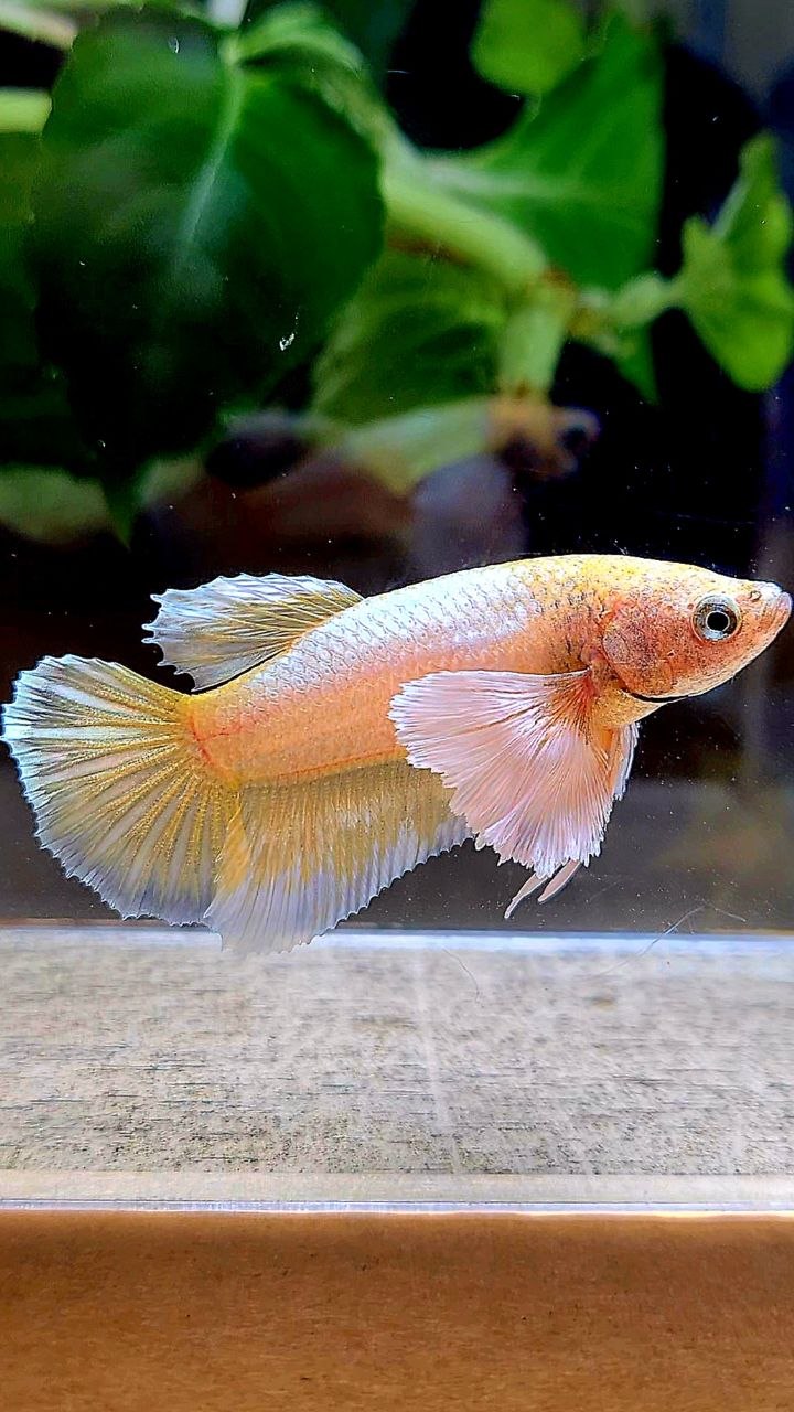 FEMALE HALFMOON DUMBO EAR GOLD BETTA FISH
