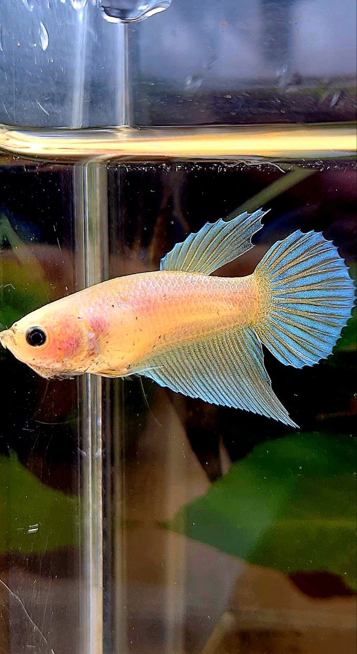 FEMALE VEILTAIL GOLD BETTA FISH