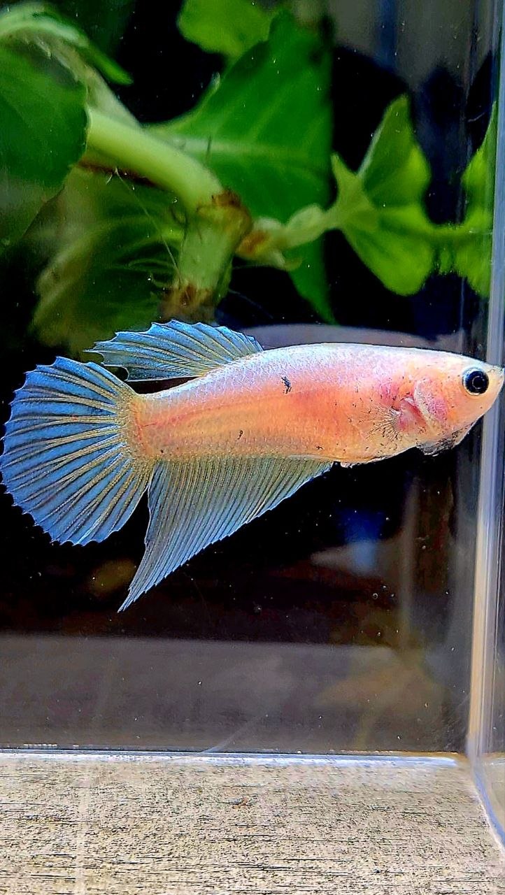 FEMALE VEILTAIL GOLD BETTA FISH